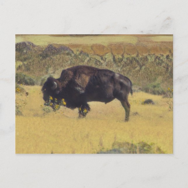 Abstract Bison in a yellow field of flowers Postcard (Front)