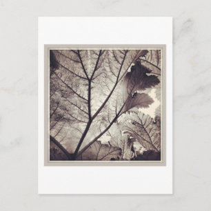 Abstract black and white foliage postcard