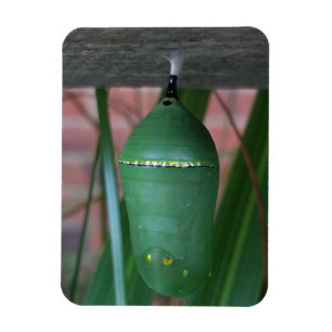 Abstract Chrysalis of the Monarch Butterfly Magnet