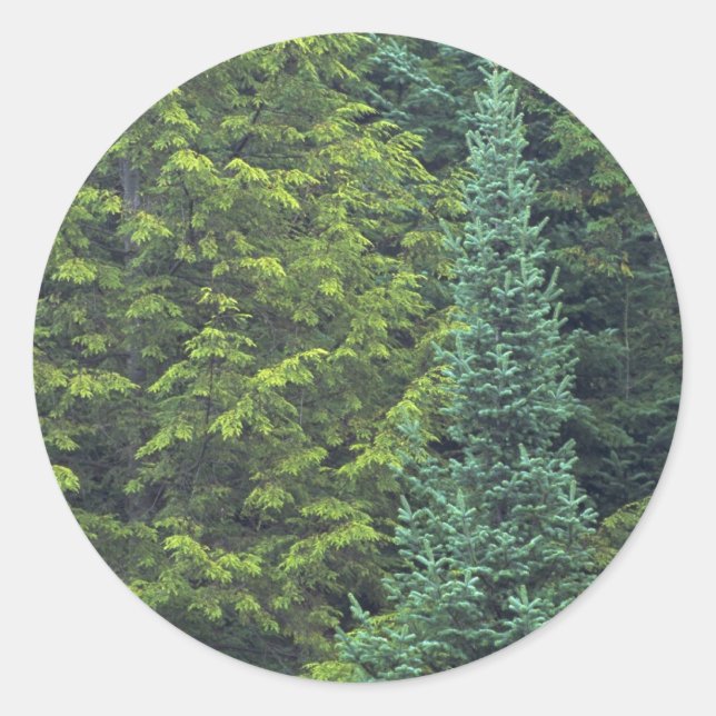 Abstract Detail of spruce and balsam fir forest Classic Round Sticker (Front)