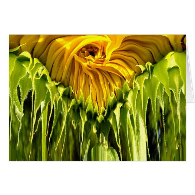 Abstract funky retro Sunflower, scared geometry  (Front Horizontal)