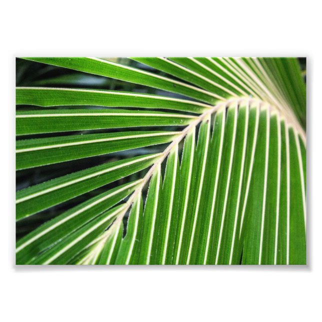 Abstract Green Palm Leaf Photo Print (Front)