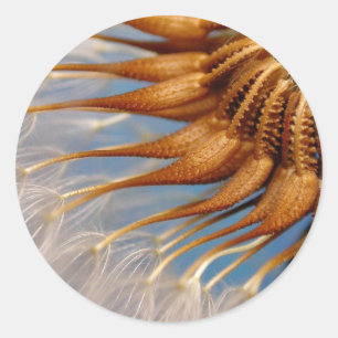 Abstract Looking Dandelion Blossom Classic Round Sticker