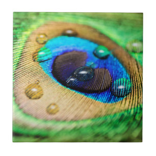 Abstract Macro Peacock Peafowl Feather Drops Tile