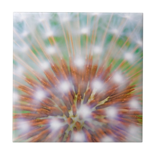 Abstract of dandelion seed head ceramic tile (Front)