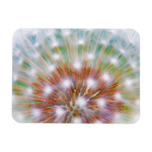 Abstract of dandelion seed head magnet