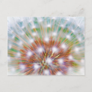 Abstract of dandelion seed head postcard