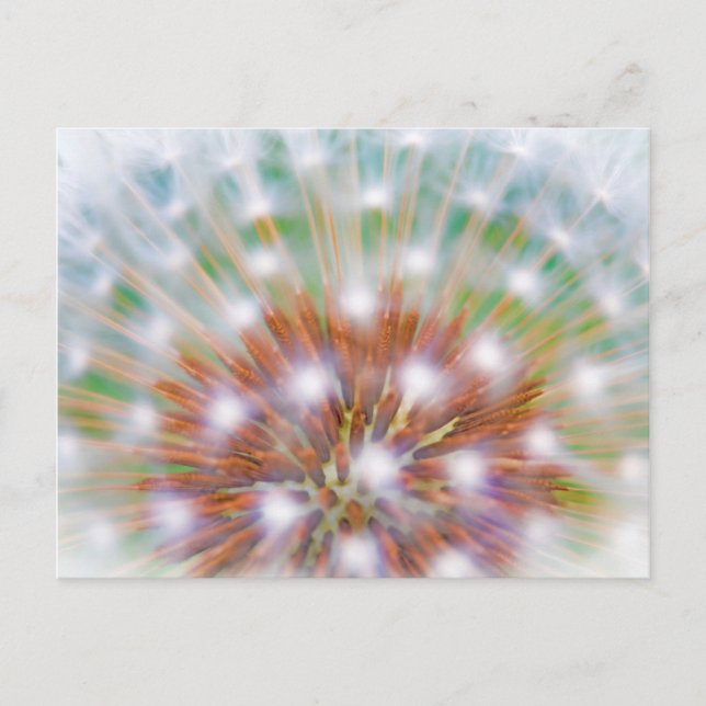 Abstract of dandelion seed head postcard (Front)