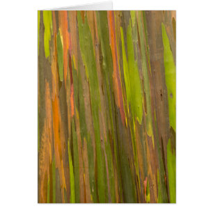 Abstract Of Eucalyptus Bark