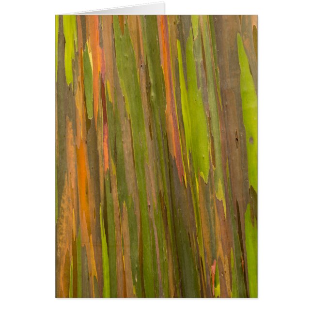 Abstract Of Eucalyptus Bark (Front)