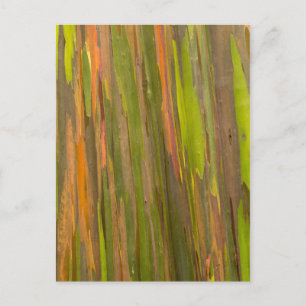 Abstract Of Eucalyptus Bark Postcard