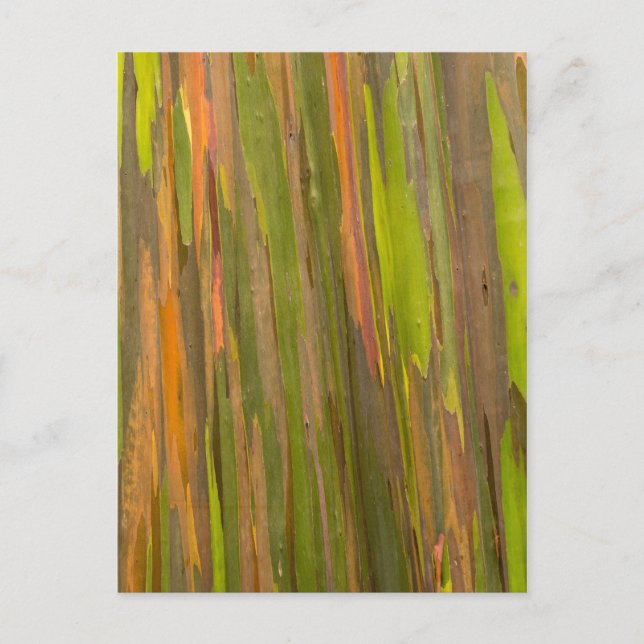 Abstract Of Eucalyptus Bark Postcard (Front)