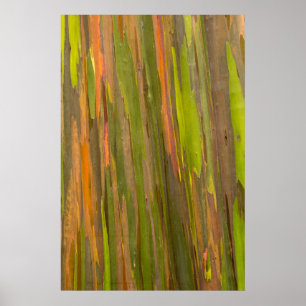 Abstract Of Eucalyptus Bark Poster