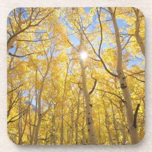 Abstract of Gilia Amidst Wildflowers California Coaster