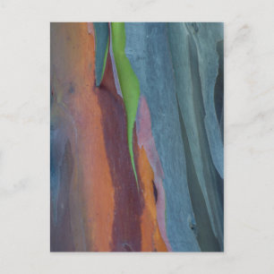 Abstract Of Rainbow Gum Tree Postcard