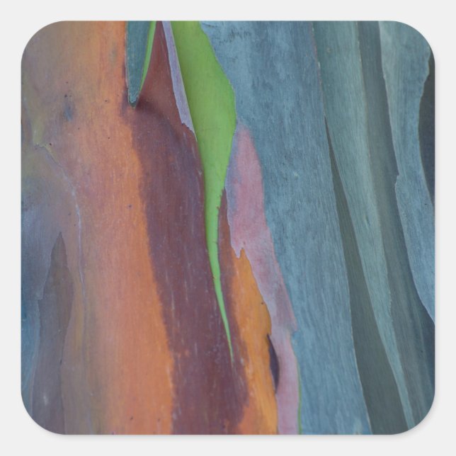 Abstract Of Rainbow Gum Tree Square Sticker (Front)