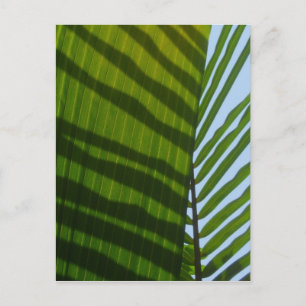Abstract Photography Green Leaf Postcard