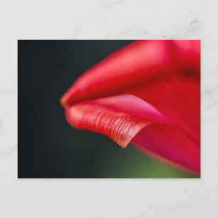 Abstract Red Tulip Flower Petal Macro Photograph Postcard