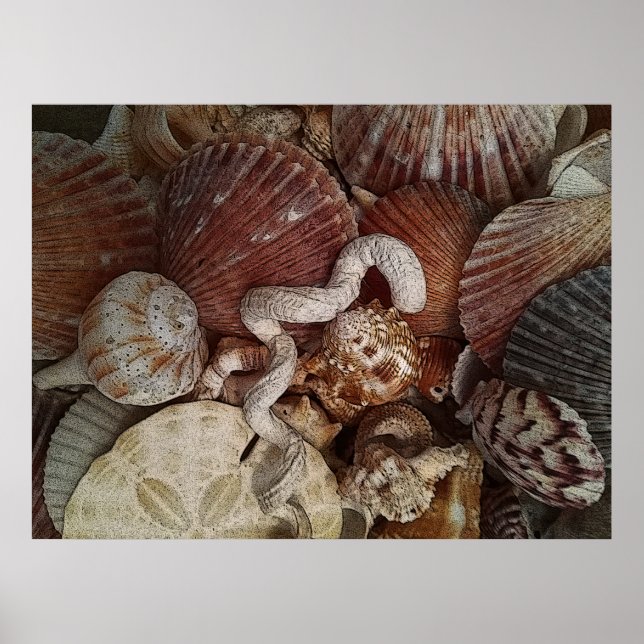 Abstract Seashells Sand Dollar Poster (Front)