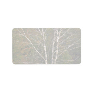 Abstract White birch tree on the edge of a hardwoo Label