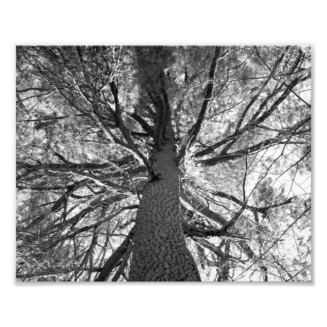 Abtract Old Tree Photo Print (Front)