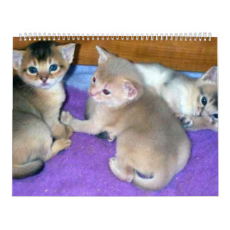 Aby Kittens Cat Calendar