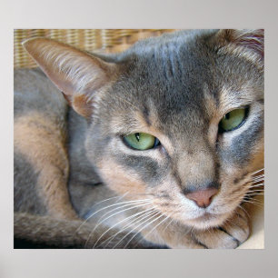 Abyssinian Cat Big Blue Green Eyes Poster