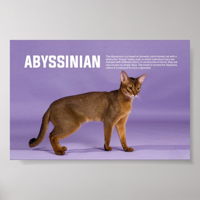 Abyssinian Cat Breed Poster (Front)