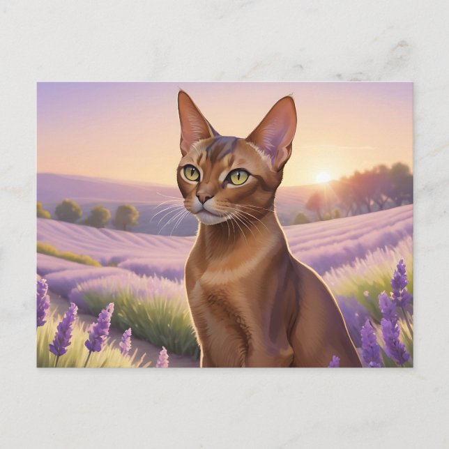 Abyssinian Cat in Lavender Field Postcard (Front)