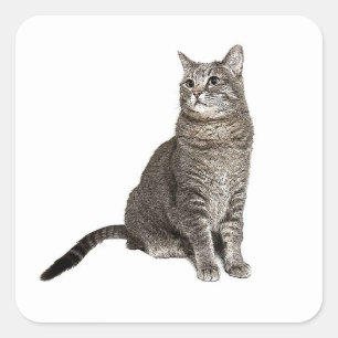 Abyssinian Cat Square Sticker