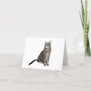 Abyssinian Cat Thank You Card