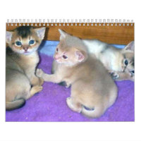 Abyssinian Cats Calendar
