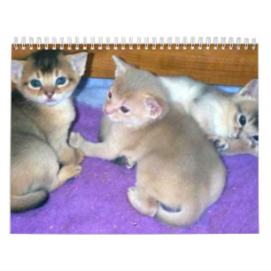 Abyssinian Cats Calendar