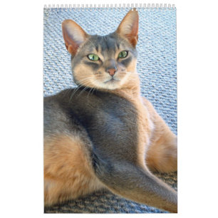 Abyssinian Cats - Calendar