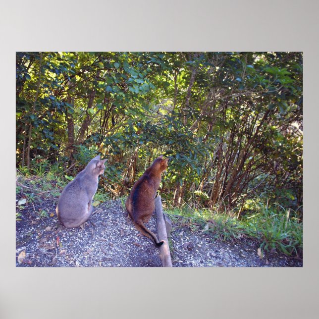 Abyssinian Cats on walkway Poster (Front)