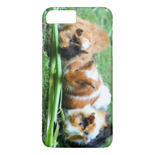 Abyssinian guinea pig iPhone 8 plus/7 plus case