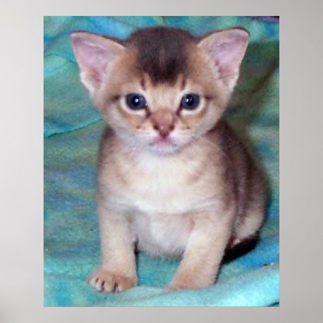 Abyssinian Kitten - Four Weeks Old Poster (Front)