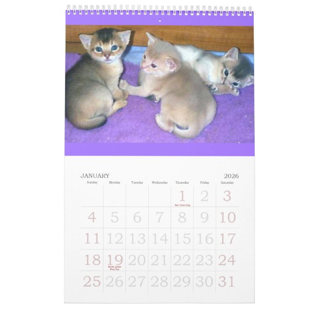 Abyssinian Kittens & Cats Calendar (Jan 2026)