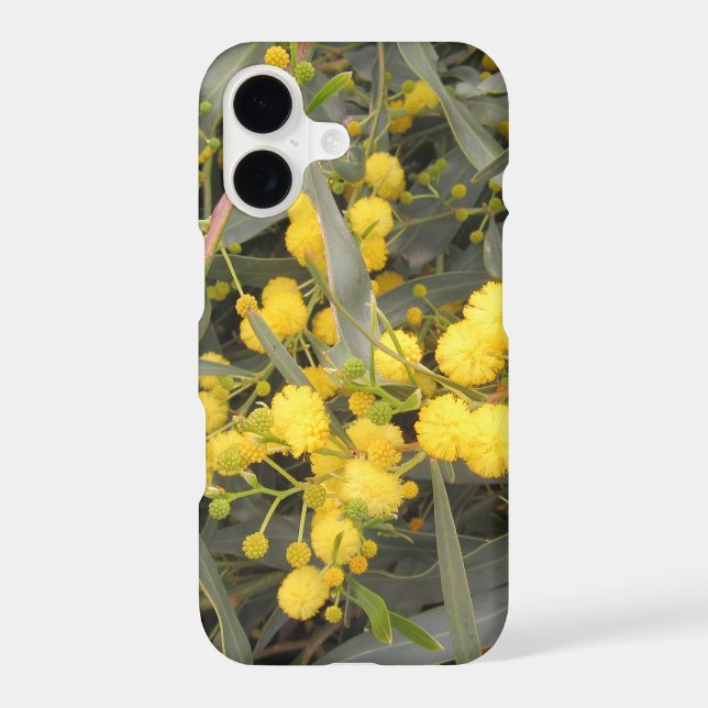 Acacia  (Back)