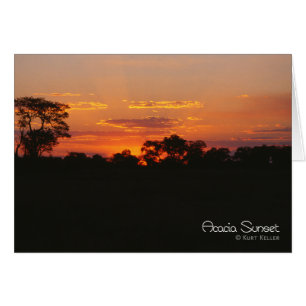 Acacia Sunset