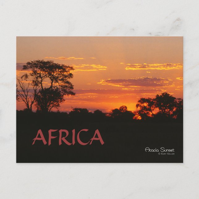 Acacia Sunset Africa Postcard (Front)