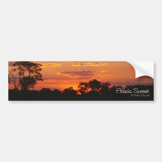Acacia Sunset Bumper Sticker (Front)