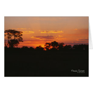 Acacia Sunset Note Card