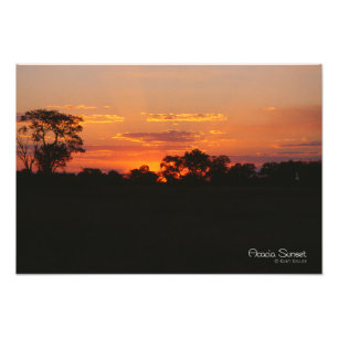 Acacia Sunset Photo Print