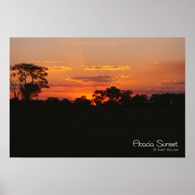 Acacia Sunset Poster (Front)