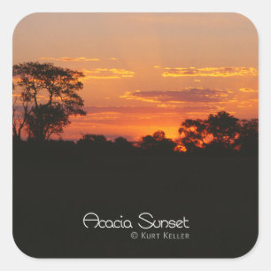 Acacia Sunset Square Sticker