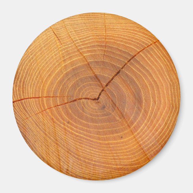 Acacia Tree Cross Section Large Round Magnet (Front)