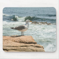 Acadia National Park Maine Coast Seagull
