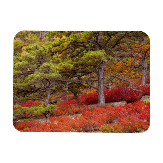 Acadia National Park, Maine Magnet (Horizontal)