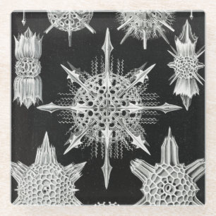 Acanthophracta, Wunderstrahlinge Aquatic Animal Glass Coaster